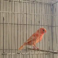 یک جفت رد برفکی درجه یک