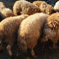 فروش گوسفند|حیوانات مزرعه|سورک, |دیوار