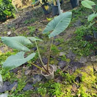 گل بابا آدم|گل و گیاه طبیعی|پردیس, فاز ۲|دیوار