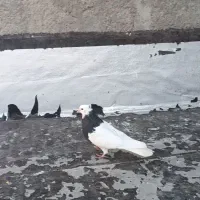 کبوتر کلفه|پرنده|اردبیل, |دیوار