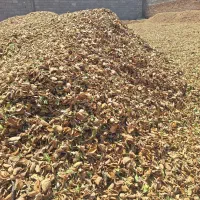 پوست بادام خشک