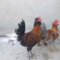 نیمچه گلین