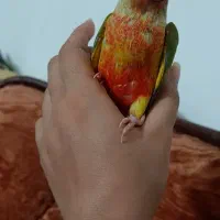 جوجه گرینچیک دبل رد شاه تخم