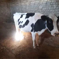 گاو شیری هلشتاین|حیوانات مزرعه|آوج, |دیوار