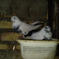 کبوتر به شرط پرش