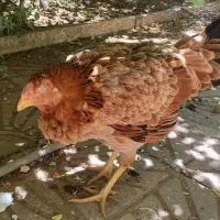 مرغ لاری تخم گذار
