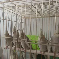 عروس هلندی آهویی