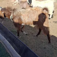نربزپاکستانی لنگ جمل|حیوانات مزرعه|سبزوار, شهرک صنعتی فرودگاه|دیوار