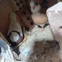 کفتر طوقی و عرب|پرنده|بکتاش, |دیوار