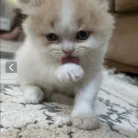 گربه پرشین اصیل