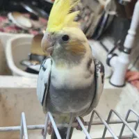 عروس هلندی زیبا