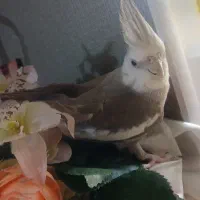 فروش عروس هلندی نر وایت فیس آماده جفت|پرنده|رشت, پل تالشان|دیوار