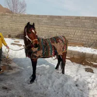 اسب نر پر خون|اسب و تجهیزات اسب‌سواری|مرند, |دیوار