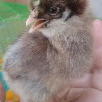 مرغ خروس محلی چاه قائدی وحیدکشتکار|حیوانات مزرعه|لامرد, |دیوار