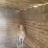 نری سانن برای تخم