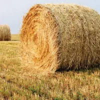 یوجه کوبیده|گل و گیاه طبیعی|مریوان, |دیوار