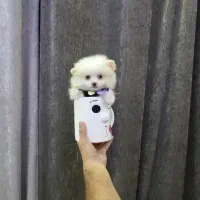 مینی فنقلی های پر انرژی و باهوش|سگ|کرمانشاه, |دیوار