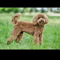 فروش پودل استاندارد تاینی توی شناسنامه دار