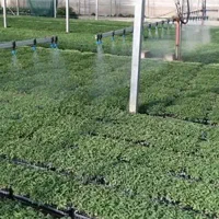 پیش فروش انواع نشاگلخانه