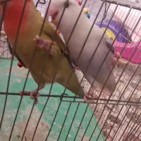 جفت طوطی برزیلی خوشرنگ و خاص|پرنده|فولادشهر, B8|دیوار
