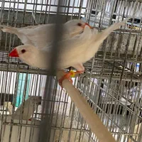 جفت کرواتی البینو
