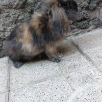 خرگوش لوپ نر خوشکل|موش و خرگوش|ارومیه, |دیوار