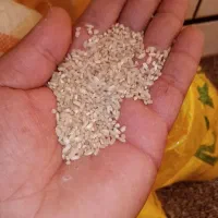 برنج|خوردنی و آشامیدنی|گتوند, |دیوار