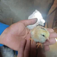 مرغ و خروس محلی|حیوانات مزرعه|بانه, |دیوار