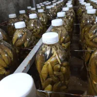 خیارشور