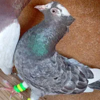 کبوتر گم شده