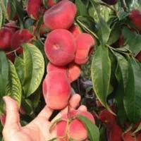 نهال های درجه یک و پر بار ضمانتی|عمده‌فروشی|میاندوآب, |دیوار