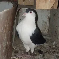 کبوتر|پرنده|خاش, |دیوار