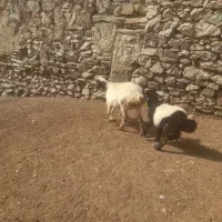 گوسفند|حیوانات مزرعه|سروآباد, |دیوار
