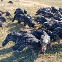 بوقلمون محلی وارگانیک