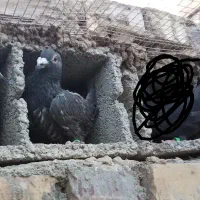 کفتر زاغ دو رگه