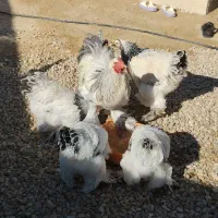 مرغ وخروس برهما لایت|حیوانات مزرعه|کهریزک, |دیوار