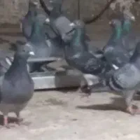 سلام وعرض ادب ۴عدد جوجه پلاکی مسافتی دونه ای ۵۰۰|پرنده|یاسوج, |دیوار