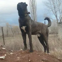 سگ سرابی اصیل