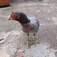 مرغ لاری طوس