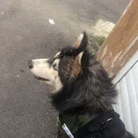 سگ هاسکی مالاموت نر قیمت مناسب|سگ|رشت, فلسطین|دیوار