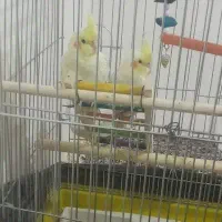 عروس هلندی