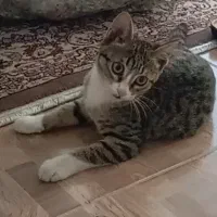 گربه.گمشده|حیوانات|رشت, ساغری سازان|دیوار