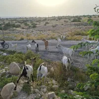 بز دورگ سومال