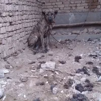 واگذاری سگ دورشت|سگ|کاشمر, |دیوار