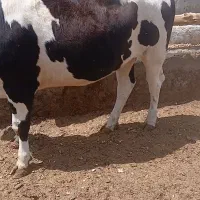 گوساله‌‌ چاق‌ چاق‌‌