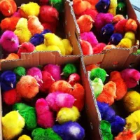 فروش ویژه جوجه رنگی عمده عید نوروز