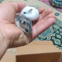 همستر