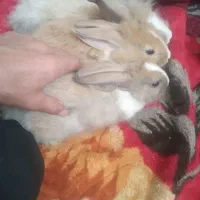 خرگوش زیباودوست داشتنی اسراییلی|موش و خرگوش|شیراز, جوادیه|دیوار