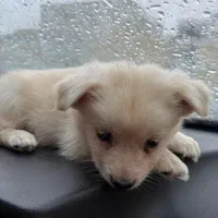 سگ پامر اشپیتیز|سگ|خرمشهر, |دیوار