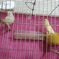 یه جفت قناری درجه یک